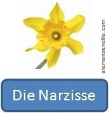 narcissus